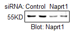 <b>Genetic Strategies Validation. </b>Knockdown Validated: Rabbit Polyclonal NAPRT1 Antibody [NBP1-87244] - Immunoblot using primary cultured rat cardiomyocyte with NAPRT1 knockdown using the siRNA. Image from a verified customer review.