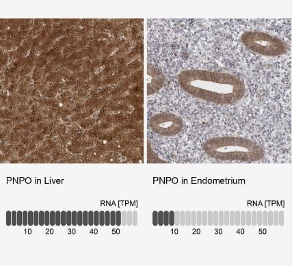 Immunohistochemistry-Paraffin: PNPO Antibody [NBP1-87302] -Analysis in human liver and endometrium tissues using NBP1-87302 antibody. Corresponding PNPO RNA-seq data are presented for the same tissues.