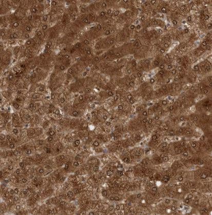 Immunohistochemistry-Paraffin: PNPO Antibody [NBP1-87302] - Staining of human liver shows strong cytoplasmic positivity in hepatocytes.