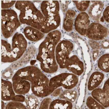 Immunohistochemistry-Paraffin: PNPO Antibody [NBP1-87302] - Staining of human kidney shows strong cytoplasmic positivity in cells in tubules.