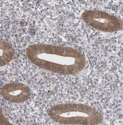 Immunohistochemistry-Paraffin: PNPO Antibody [NBP1-87302] - Staining of human endometrium shows moderate cytoplasmic positivity in glandular cells.
