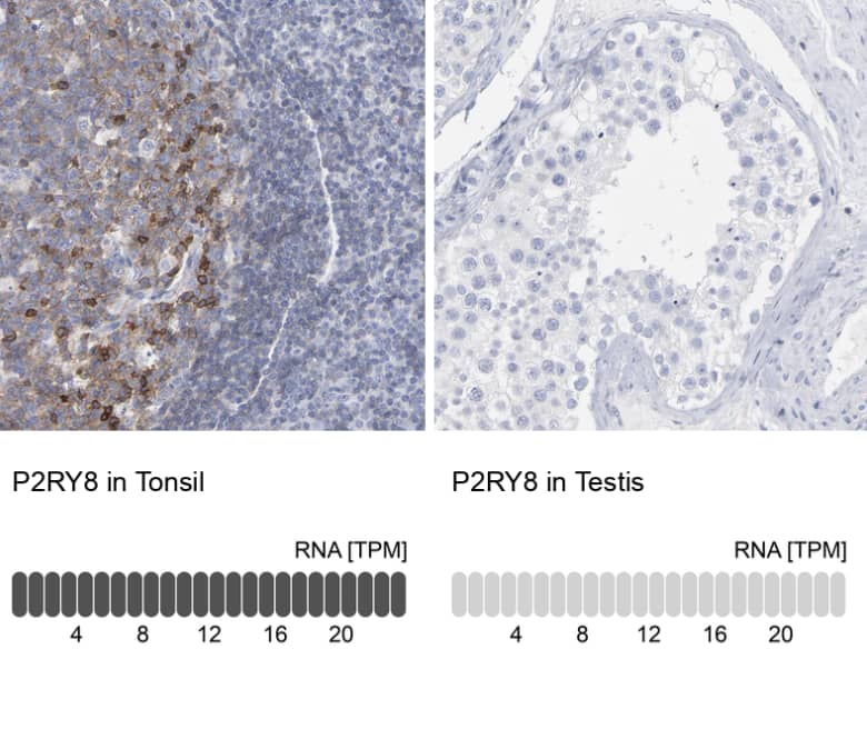  analysis in human tonsil and testis tissues using NBP1-87375 antibody. Corresponding P2RY8 RNA-seq data are presented for the same tissues.
