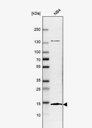 Western Blot: SF3B14 Antibody [NBP1-87431] -Analysis in human cell line NB4.