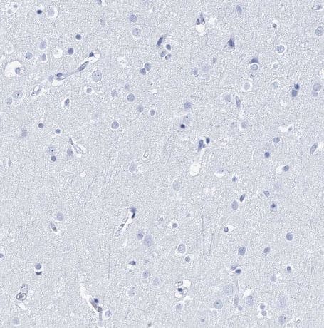 Lactalbumin Alpha Antibody [NBP1-87715] - Staining of human cerebral cortex shows no positivity in neurons as expected.