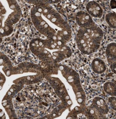 Immunohistochemistry-Paraffin: Inorganic Pyrophosphatase/PPA1 Antibody [NBP1-87788] -Staining of human small intestine shows strong cytoplasmic positivity in glandular cells.