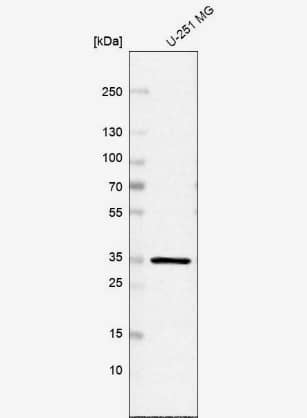 Western Blot: Inorganic Pyrophosphatase/PPA1 Antibody [NBP1-87788] -Analysis in human cell line U-251 MG.