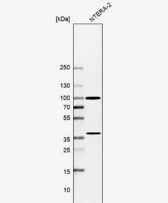 Western Blot: Ku80/XRCC5 Antibody [NBP1-87829] -Analysis in human cell line NTERA-2.