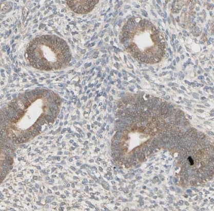 Immunohistochemistry-Paraffin IRAG Antibody - BSA Free