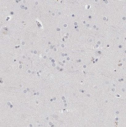 Immunohistochemistry-Paraffin: Th-POK Antibody [NBP1-88078] - Staining of human cerebral cortex shows no positivity in neurons as expected.