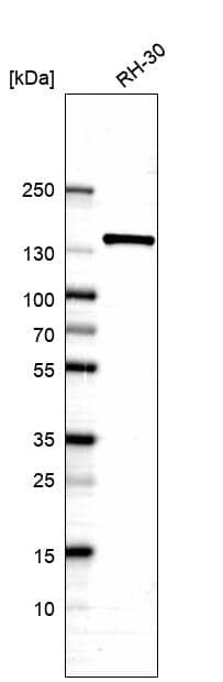 Western Blot ELKS Antibody - BSA Free