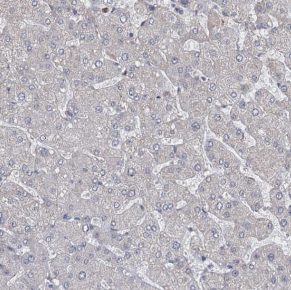 Immunohistochemistry-Paraffin: CNAP1 Antibody [NBP1-88202] -Staining of human liver shows no positivity in hepatocytes as expected.