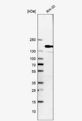 Western Blot CNAP1 Antibody