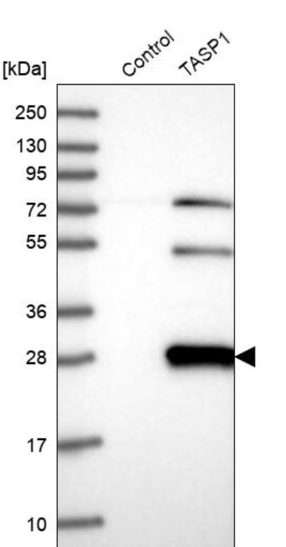 Analysis in control (vector only transfected HEK293T lysate) and TASP1 over-expression lysate (Co-expressed with a C-terminal myc-DDK tag (~3.1 kDa) in mammalian HEK293T cells, LY402609).