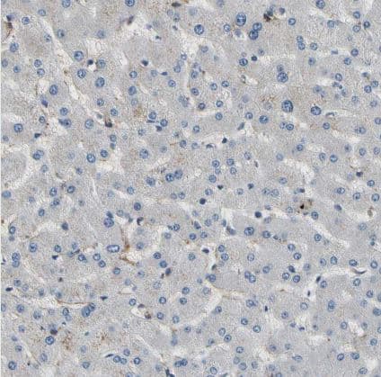 Immunohistochemistry-Paraffin: SUSD2 Antibody [NBP1-88589] - Staining of human liver shows low positivity in hepatocytes as expected.