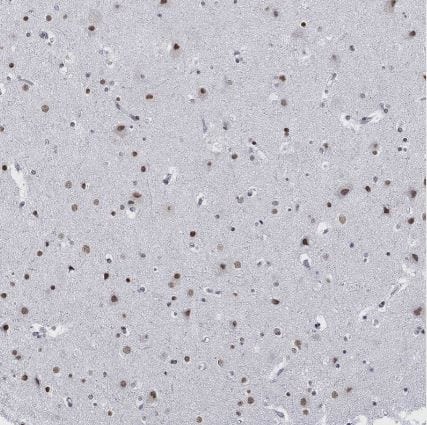 Immunohistochemistry-Paraffin: NPAS3 Antibody [NBP1-88622] -Staining of human cerebral cortex shows strong nuclear positivity in neurons.