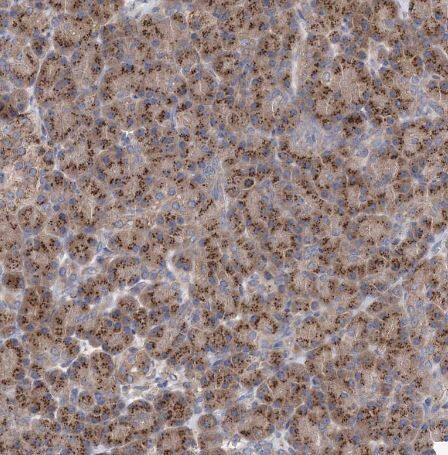 Immunohistochemistry-Paraffin: COPB2 Antibody [NBP1-88651] -Staining of human pancreas shows strong cytoplasmic granular positivity in exocrine glandular cells.