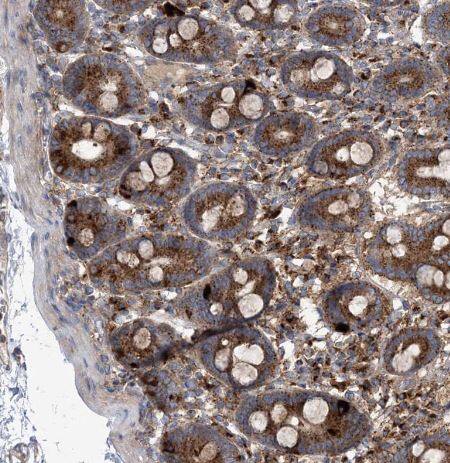 Immunohistochemistry-Paraffin: COPB2 Antibody [NBP1-88651] -Staining of human duodenum shows strong cytoplasmic granular positivity in glandular cells.