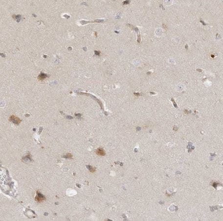  TRAPPC3 Antibody [NBP1-88664]-IHC-P- Staining of human cerebral cortex shows moderate granular cytoplasmic positivity in neurons.