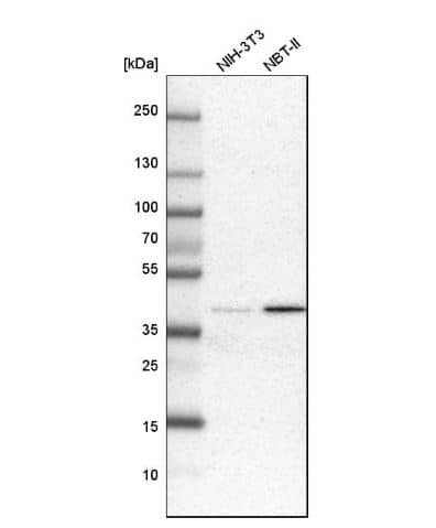 CIART Antibody [NBP1-88685] -Analysis is mouse cell line NIH-3T3 and rat cell line NBT-II.