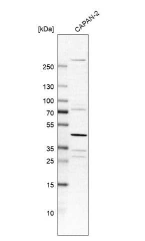 CIART Antibody [NBP1-88685] -Western Blot- Analysis in human cell line CAPAN-2.