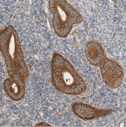 Immunohistochemistry-Paraffin: ARFGEF1 Antibody [NBP1-88840] - Staining of human endometrium shows strong cytoplasmic positivity in glandular cells.