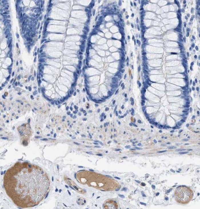 Immunohistochemistry-Paraffin Apolipoprotein L1 Antibody - BSA Free