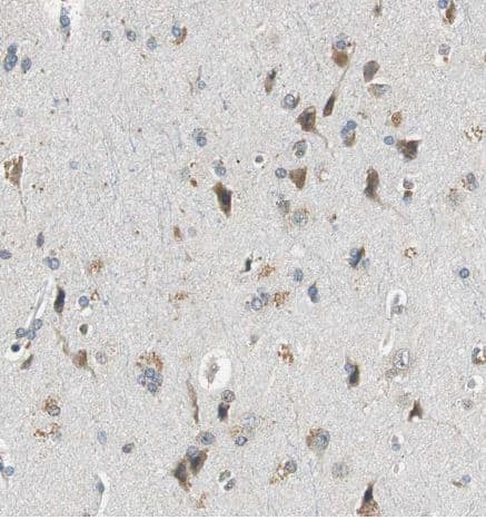 Immunohistochemistry-Paraffin: ALDH4A1 Antibody [NBP1-89149] - Staining of human cerebral cortex shows moderate granular cytoplasmic positivity in neurons.