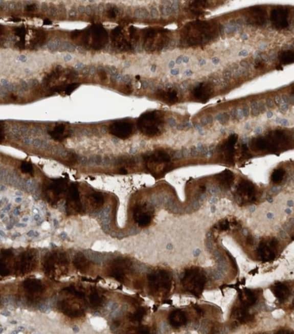 Staining of human duodenum shows strong granular cytoplasmic positivity in goblet cells and enterocytes.