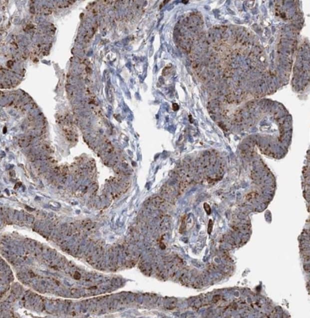 Immunohistochemistry-Paraffin TRAF3IP2 Antibody - BSA Free