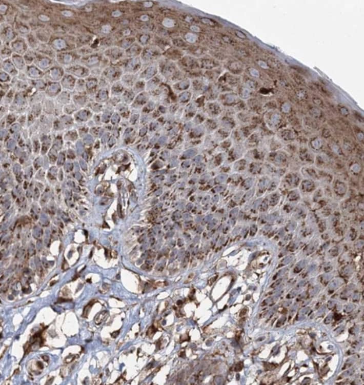 Immunohistochemistry-Paraffin TRAF3IP2 Antibody - BSA Free