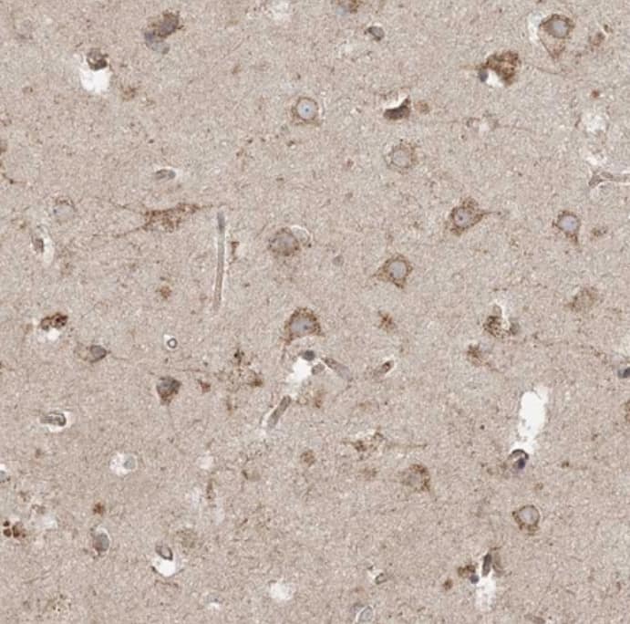 Immunohistochemistry-Paraffin TRAF3IP2 Antibody - BSA Free