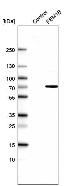 Analysis in control (vector-only transfected HEK293T lysate) and FEM1B over-expression lysate (Co-expressed with a C-terminal myc-DDK tag (3.1 kDa) in mammalian HEK293T cells.