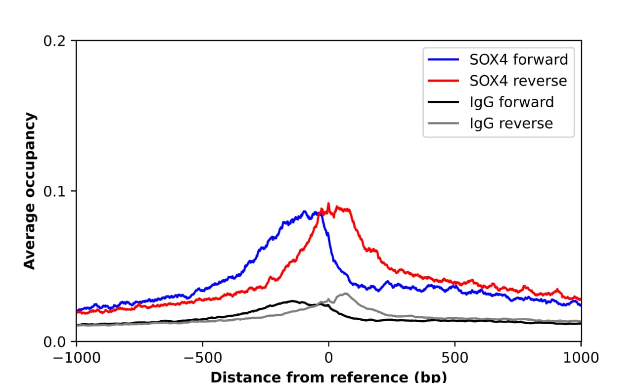 ChIP-Exo-Seq composite graph for Anti-SOX4  tested in K562 cells. Strand-specific reads (blue: forward, red: reverse) and IgG controls (black: forward, grey: reverse) are plotted against the distance from a composite set of reference binding sites. The antibody exhibits robust target enrichment compared to a non-specific IgG control and precisely reveals its structural organization around the binding site. Data generated by Prof. B. F. Pugh´s Lab at Cornell University.