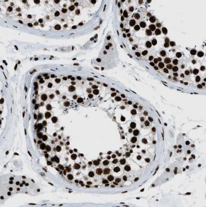 Immunohistochemistry-Paraffin: ZNF207 Antibody [NBP1-89550] -Staining of human testis shows strong nuclear positivity in cells in seminiferous ducts.