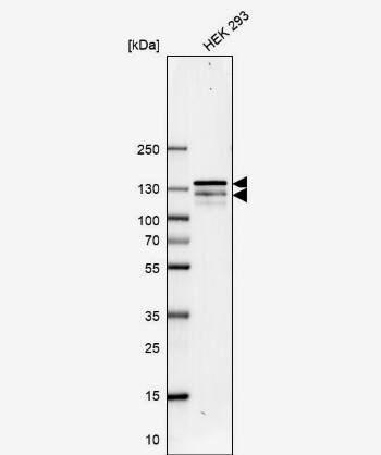 Western Blot: RENT1/UPF1/hUPF1 Antibody [NBP1-89641] - Analysis in human cell line HEK 293.