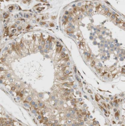 Immunohistochemistry-Paraffin: Cytohesin 3 Antibody [NBP1-90097] -Staining of human testis shows moderate cytoplasmic positivity in cells in seminiferous ducts and in leydig cells.