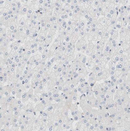 Immunohistochemistry-Paraffin: Cytohesin 3 Antibody [NBP1-90097] -Staining of human liver shows no positivity as expected.