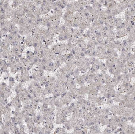 Immunohistochemistry-Paraffin: Ells1 Antibody [NBP1-90477] -Staining of human liver shows no cytoplasmic positivity in hepatocytes as expected.