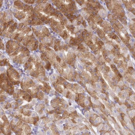 Immunohistochemistry-Paraffin: BIG3 Antibody [NBP1-90759] -Staining of human stomach shows moderate cytoplasmic positivity in glandular cells.