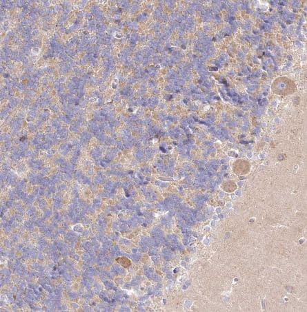 Immunohistochemistry-Paraffin: BIG3 Antibody [NBP1-90759] -  Staining of human cerebellum shows moderate cytoplasmic positivity in Purkinje cells.