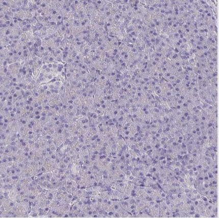 Immunohistochemistry-Paraffin: C1orf222 Antibody [NBP1-90921] - Staining of human pancreas shows negative membranous positivity in exocrine glandular cells and endocrine glandular cells as expected.