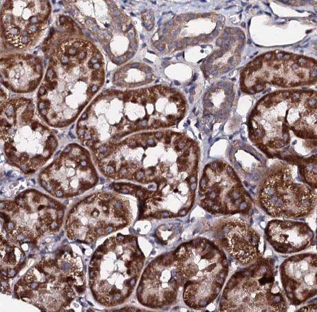 Immunohistochemistry-Paraffin: LIPT2 Antibody [NBP1-91135] - Staining of human kidney shows strong granular cytoplasmic positivity in cells in tubules. 