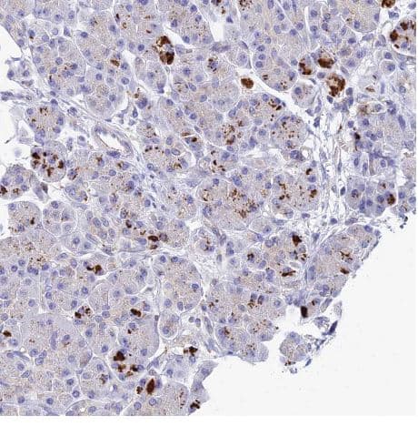 Immunohistochemistry-Paraffin: ARP10 Antibody [NBP1-91682] - Staining of human pancreas shows strong cytoplasmic granular positivity in a subset of exocrine glandular cells.