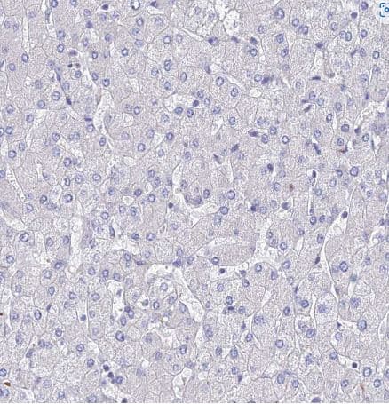 Immunohistochemistry-Paraffin: ARP10 Antibody [NBP1-91682] - Staining of human liver shows no positivity in hepatocytes as expected.