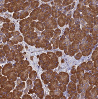 Immunohistochemistry-Paraffin: C17orf39 Antibody [NBP1-91717] -Staining of human pancreas shows strong cytoplasmic positivity in exocrine glandular cells.