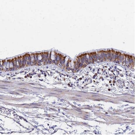 Immunohistochemistry-Paraffin CNIH4 Antibody - BSA Free