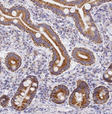 Immunohistochemistry-Paraffin CNIH4 Antibody - BSA Free