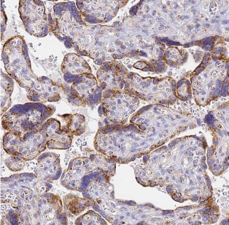 Immunohistochemistry-Paraffin CNIH4 Antibody - BSA Free