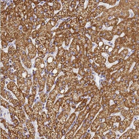 Immunohistochemistry-Paraffin: CNIH4 Antibody [NBP1-91797] -Staining of human liver shows strong cytoplasmic granular positivity in hepatocytes.