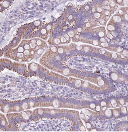Immunohistochemistry-Paraffin: FAM108B1 Antibody [NBP1-91878] - Staining of human upper small intestine shows moderate to strong cytoplasmic positivity in glandular cells.